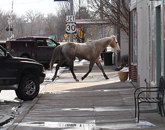 Horse in town
