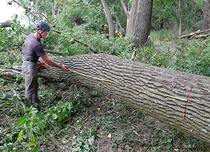 Lumberjack measure